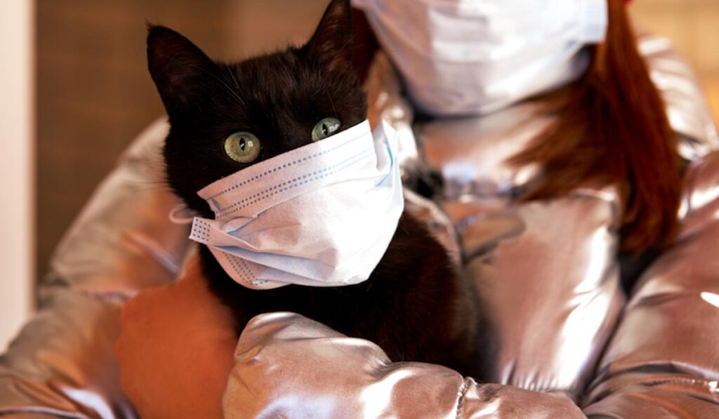 Болеют ли коронавирусм животные: кошки и собаки | Pet7