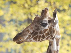 День рождения жирафа Луга — Животные и природа